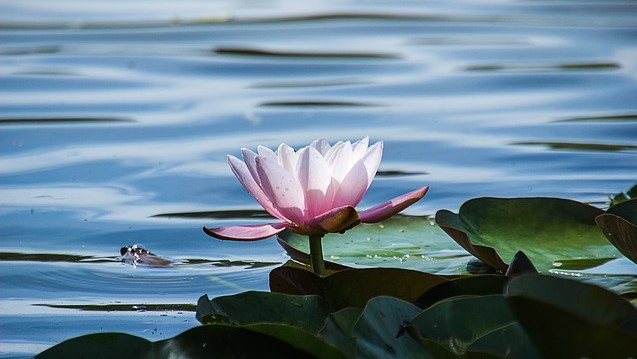 water-lily-895954_640