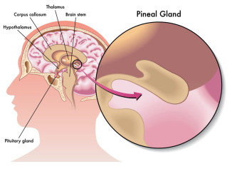 Denise Pineal Gland