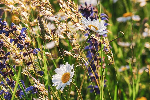 Langes Wochenend-Sommersonnwend-Flüstern