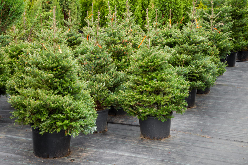 Apfent, Apfent und die Suche nach dem Weihnachtsbaum …