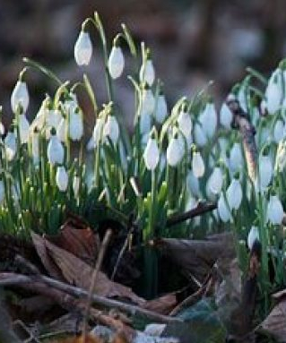 02.02.2020 … Die Bedeutung von Lichtmess