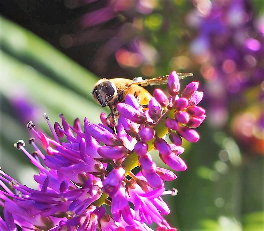Umwelt & Natur: Das Geheimnis des Bienensterbens – Die universelle Sprache der Honigbienen wurde entschlüsselt! (11.April 2019) Veröffentlicht am April 11, 2019