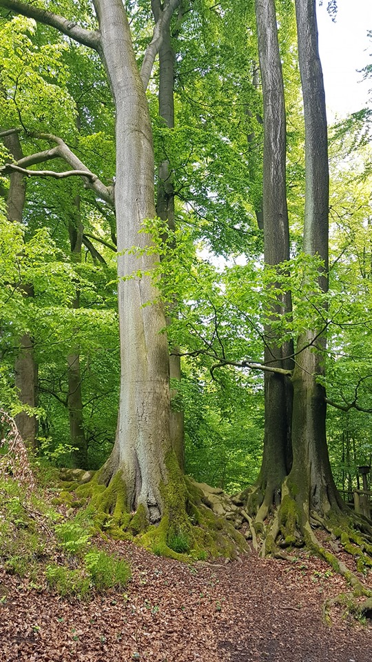 Elisabeth Westhoff: „Heilung in tiefen Schichten“, 16.07.2019