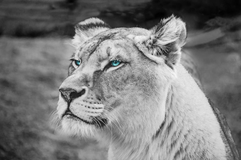 Himmelsaugen, Gabriela Ariane Langen: „Die Leonie!“