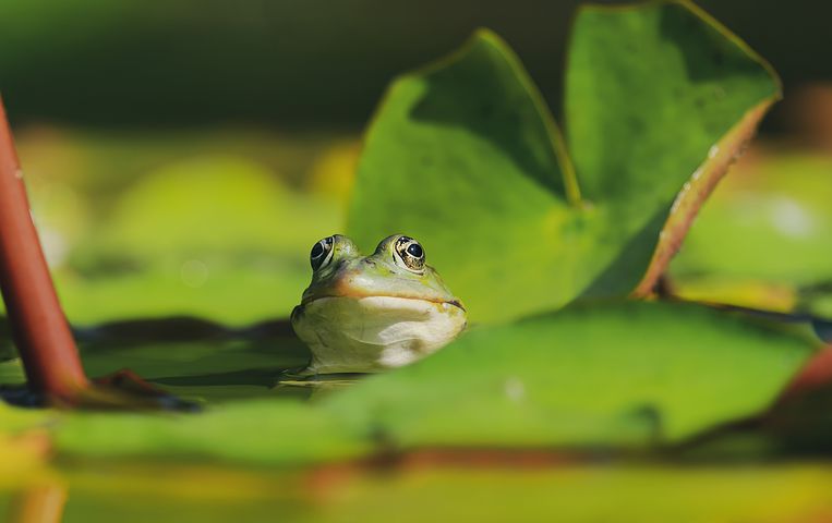 quak quak … Roswitha und die Bloggerei
