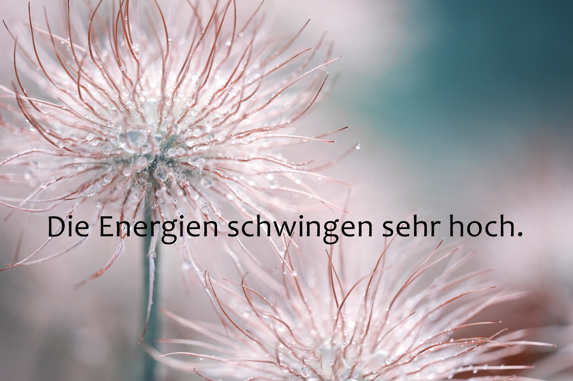 Seelenamme: „Die Energien schwingen sehr hoch!“ / Darf ich vorstellen: Der Neue Blog von Sabine Sirut Haller!!!
