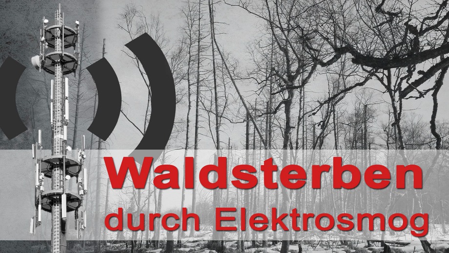 Bundesregierung bestätigt eine Zunahme von Waldschäden, Zeit Zum Aufwachen