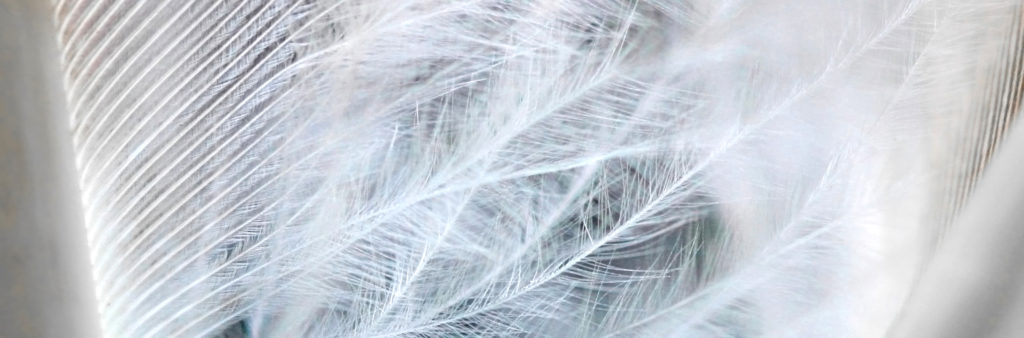 Shelley Young, Tagesbotschaft