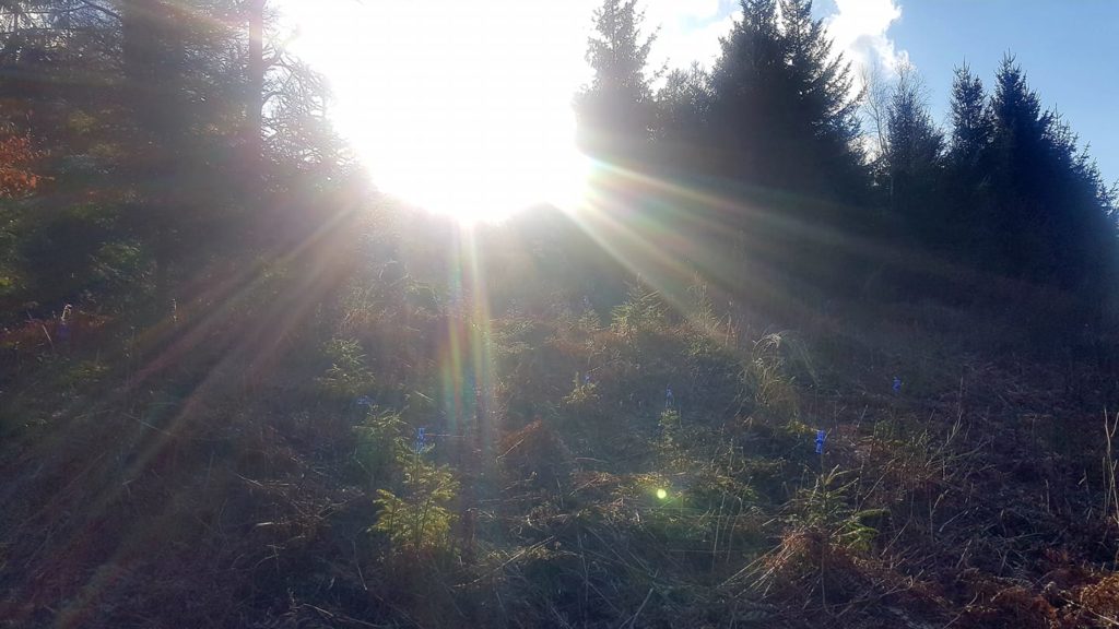 Elisabeth Westhoff: „Reinigung“