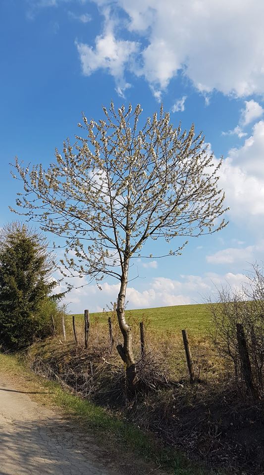 Elisabeth Westhoff: „Erblühen“, 15.04.2020