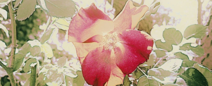 quantumnatureblog, das herz macht euch aus …