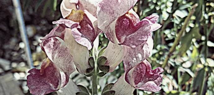 quantumnatureblog, der mensch , stille …