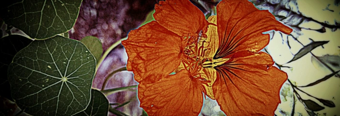 quantumnatureblog, die neue blaupause des menschen