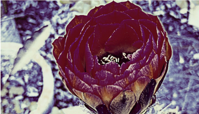 quantumnatureblog, sonntags — channeling UND MEHR …