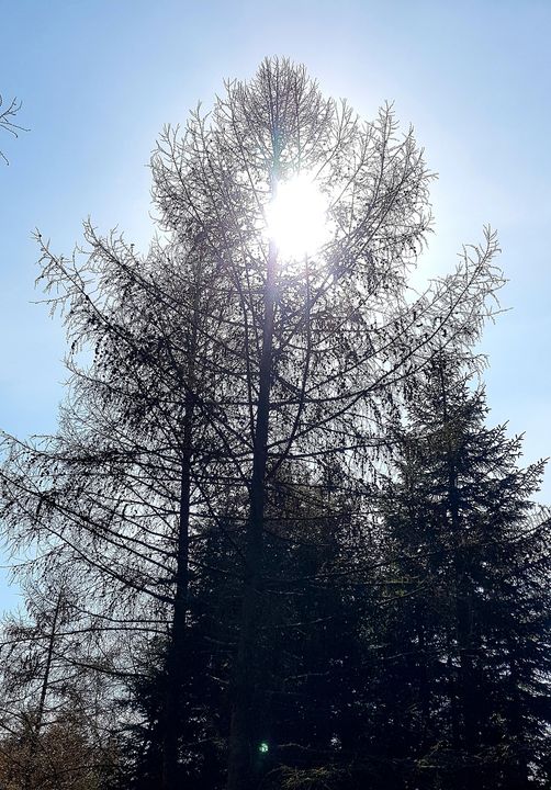 Elisabeth Westhoff, Noch mehr Licht