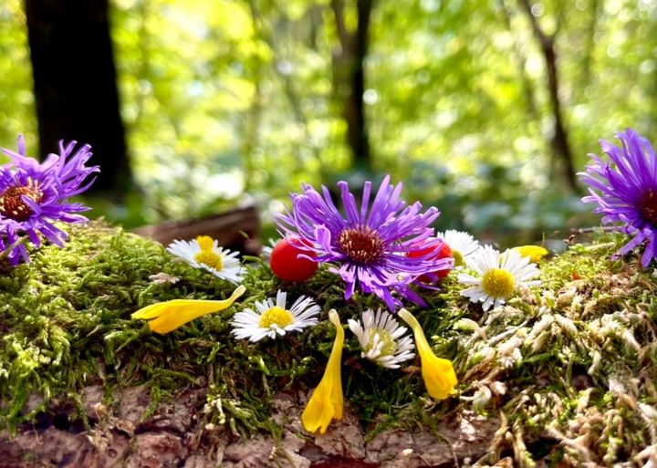 Adelheid Brunner, Wer die Wurzel nicht ehrt, ist die Blüte nicht wert