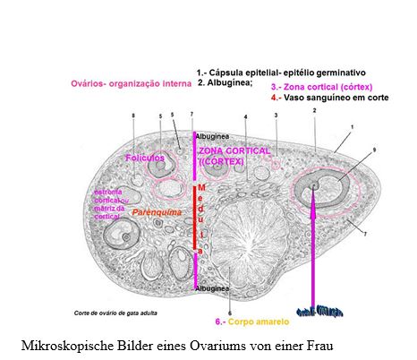 Geschützt: Diese These hat das Ziel die wahre Geschichte der Menschheit zu beweisen und durch für jeden Biologen ganz überprüfbare und schlüssige Nachweise die Wahrheit der Schöpfung des menschlichen Wesens sowie der anderen Lebewesen zu bestätigen.