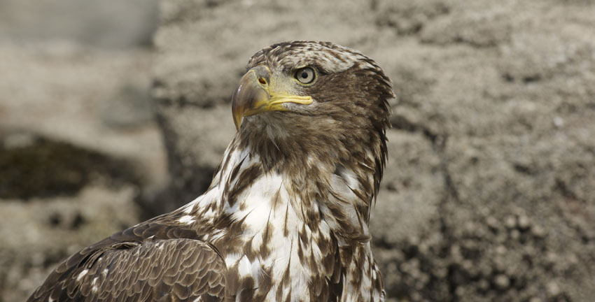 Adler-Perspektive. Magda Wimmer
