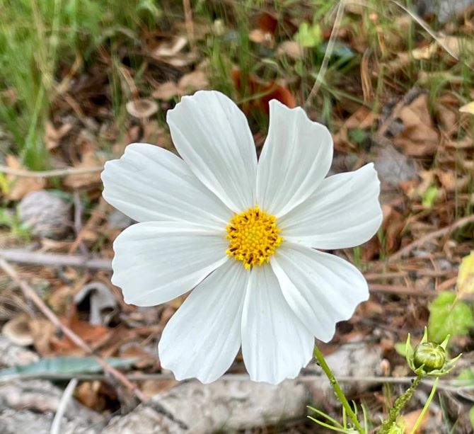 quantumnatureblog, niemals etwas anderes als das licht