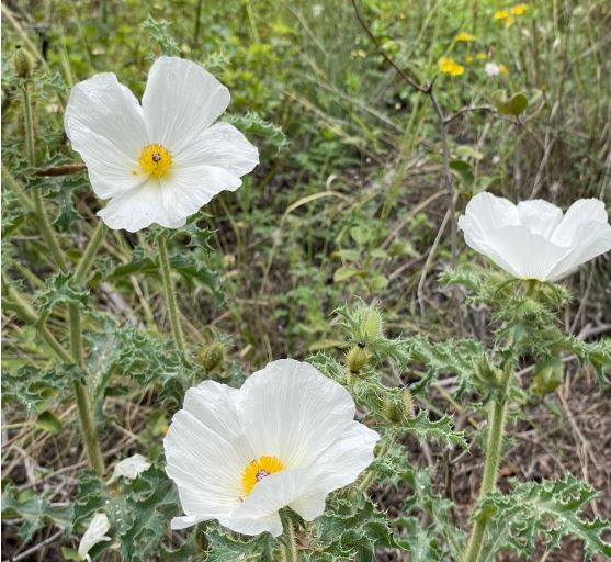 quantumnatureblog … die welt ,eure welt als resultat und ereignis