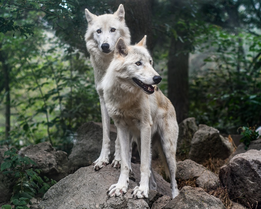 Welchen Wolf fütterst du?