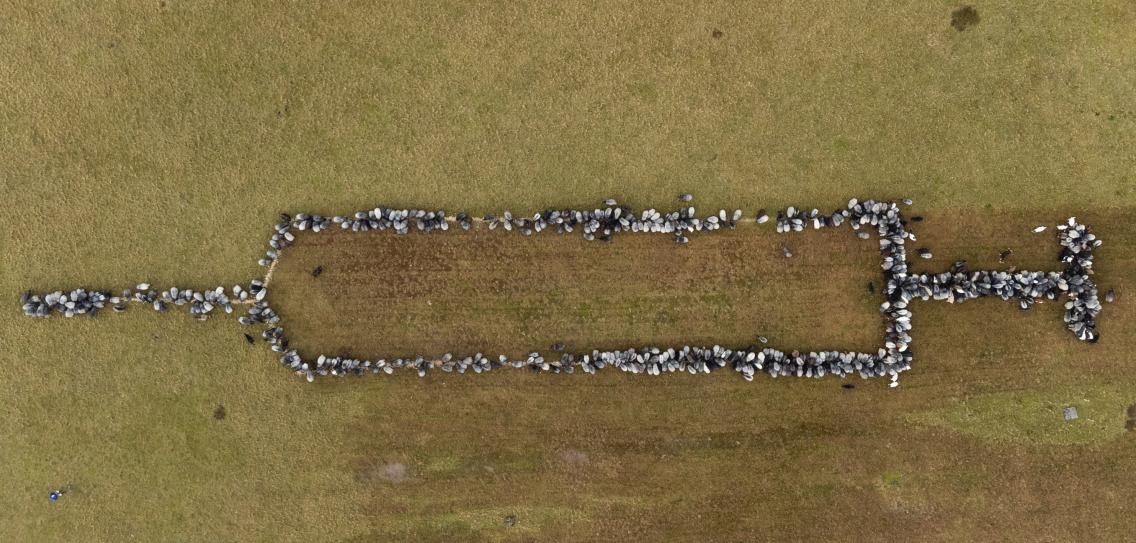 Allerlei … Von dummen Schafen und doofen Ziegen