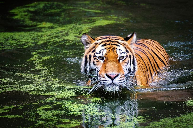 devinefemininie7777 – Heute beginnt das neue Mondjahr (in der Chinesischen Astrologie ist dies das Jahr des Wassertigers)