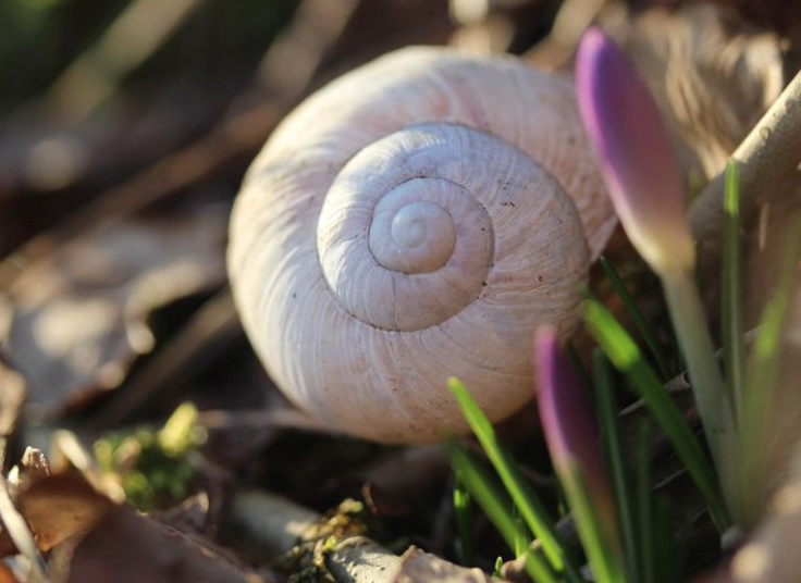 Adelheid Brunner: Neumond Februarbeginn Imbolc