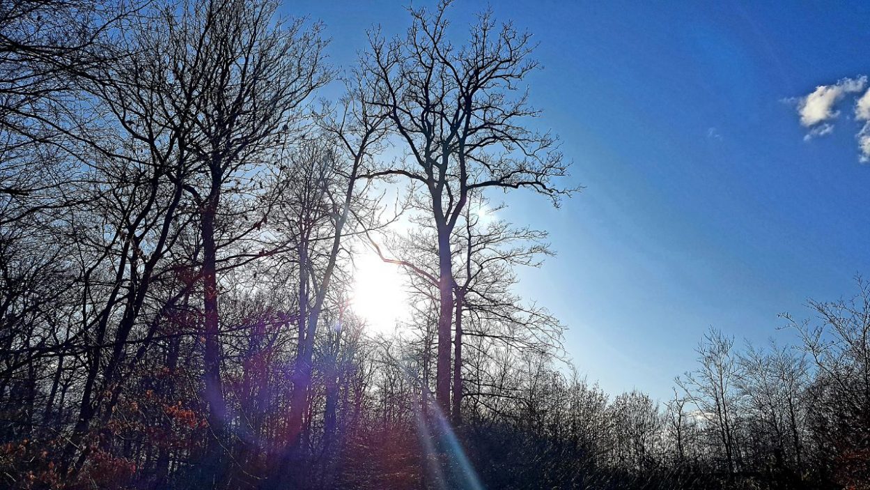Elisabeth Westhoff: Lichtwesen