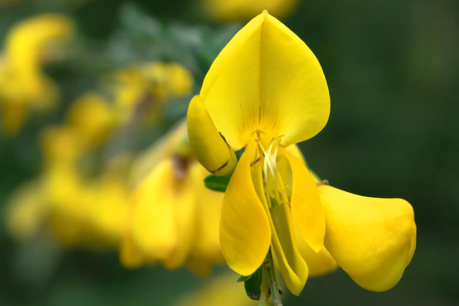 Stina Gova: Botschaften des Lichts ~ Der Körper arbeitet heftig ~ Tagesimpuls ~ Channeling durch die Bachblüte Gorse