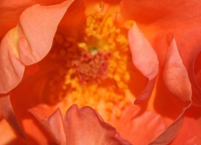 Rosenmagie: Der Klang des Herzens