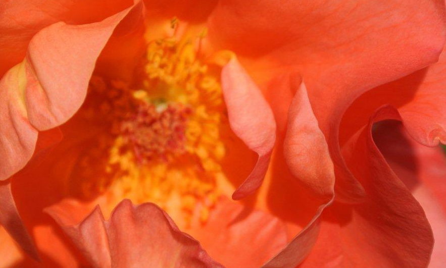 Rosenmagie: Das Unterscheidungsvermögen