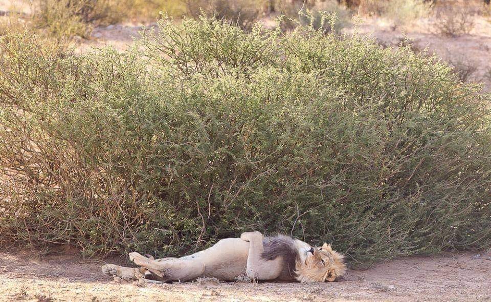 Celia Fenn. Ich bin heute Morgen mit einem Löwen-Tor-Kater aufgewacht!