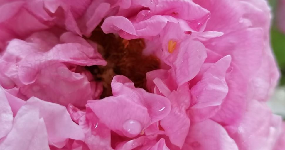 Rosenmagie – Es geschieht nur mit  H i n g a b e  und  D e m u t