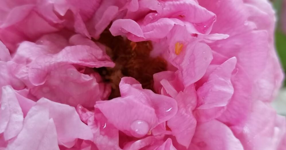 Herzbewusstsein – Rosenmagie – B o t s c h a f t  aus  der  E n g e l e b e n e