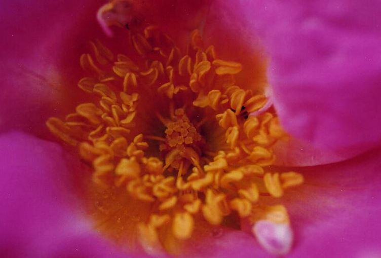 Rosenmagie: Die  L i e b e s r e v o l u t i o n – Aus L i e be erschaffen
