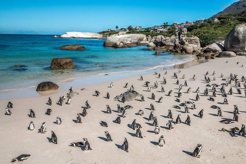 Celia Fenn: Wo ich wohne, haben die Pinguine Vorrang vor den Menschen. 19.12.2022