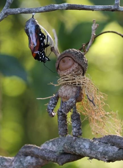 David M. Bird: Eichelmännchen bestaunt einen schlüpfenden Schmetterling