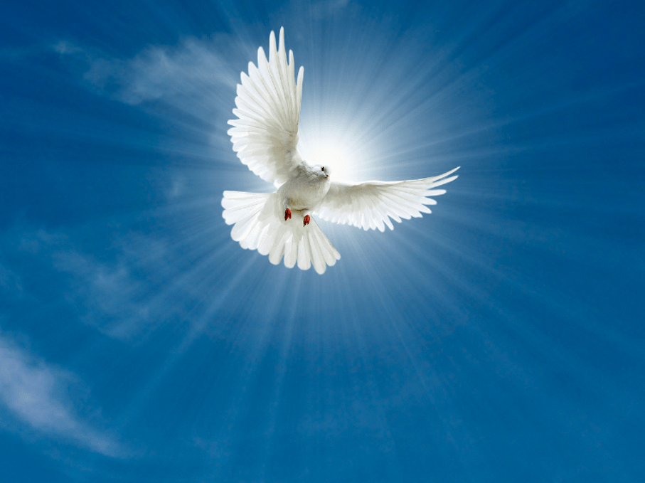 Pure Divine Light (ehemals Pallas Athene): Leuchttürme für den Frieden und die Liebe sein