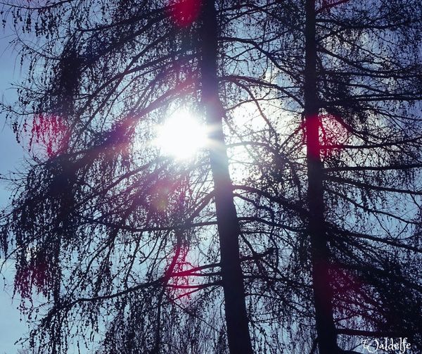 Janus geht und Imbolc kommt. Waldfee