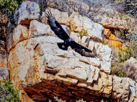 Celia Fenn: Der Adler erhebt sich. 20.03.2023