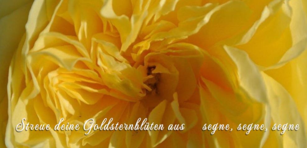 Rosenmagie I Die Liebesrevolution I Das war Pfingsten 2023