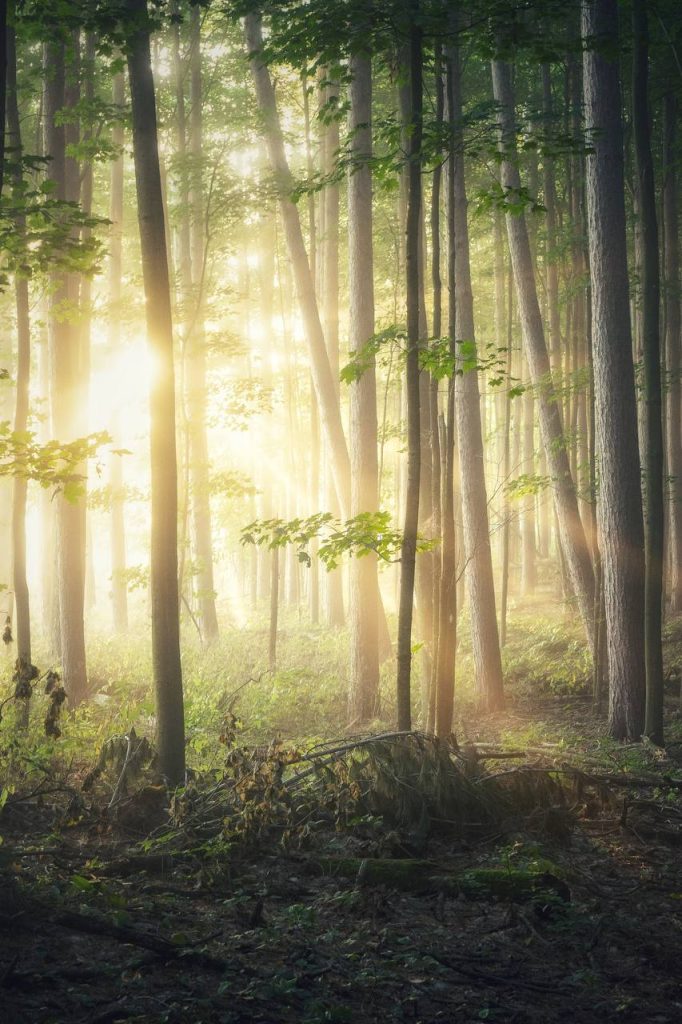 Einfach leben … denn ES IST schon ALLES DA … Christine Werner