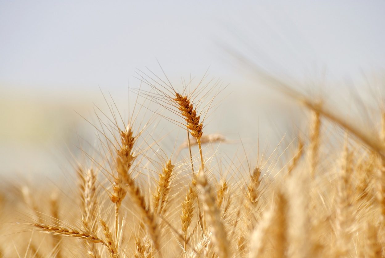Spinnen wir (oder wird) Stroh zu Gold? Was der Juni bringen mag … Roswitha/esistallesda.de