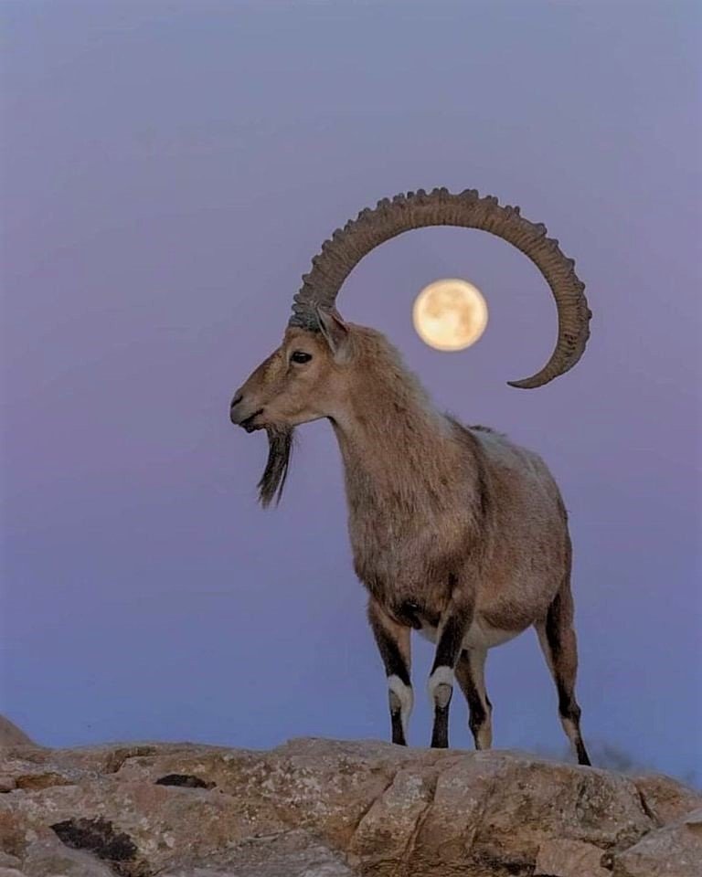 Der Juli-Supervollmond findet im Steinbock statt, dem Zeichen, das für Ehrgeiz, Hartnäckigkeit, Wachstum, Stärke und Widerstandsfähigkeit bekannt ist. ~divinefeminine7777