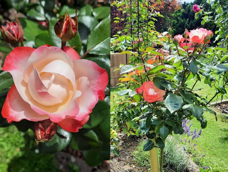 Die Botschaft der Rose. Pure Divine Light