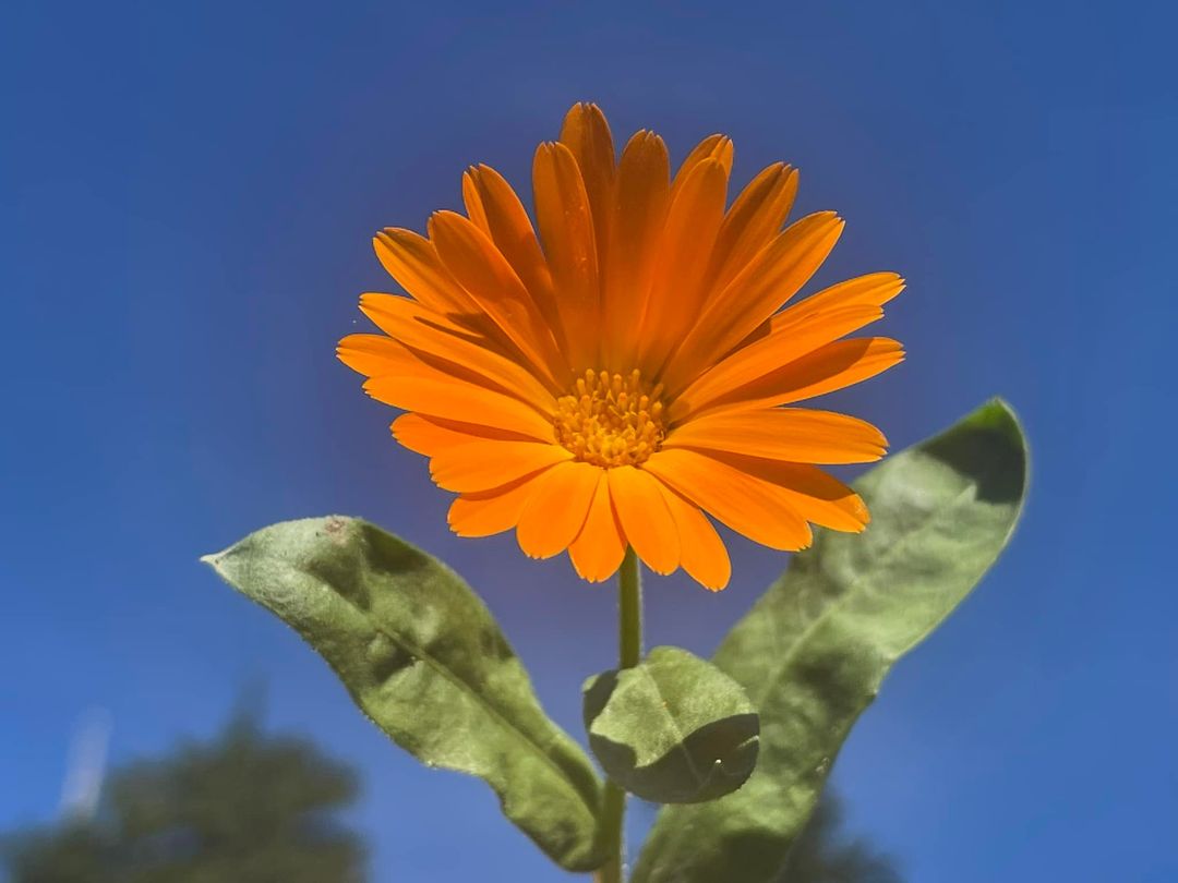 RINGELBLUME – Alte Wundheilerin – GOLDENES LICHT der neuen ZEIT. Adelheid Brunner