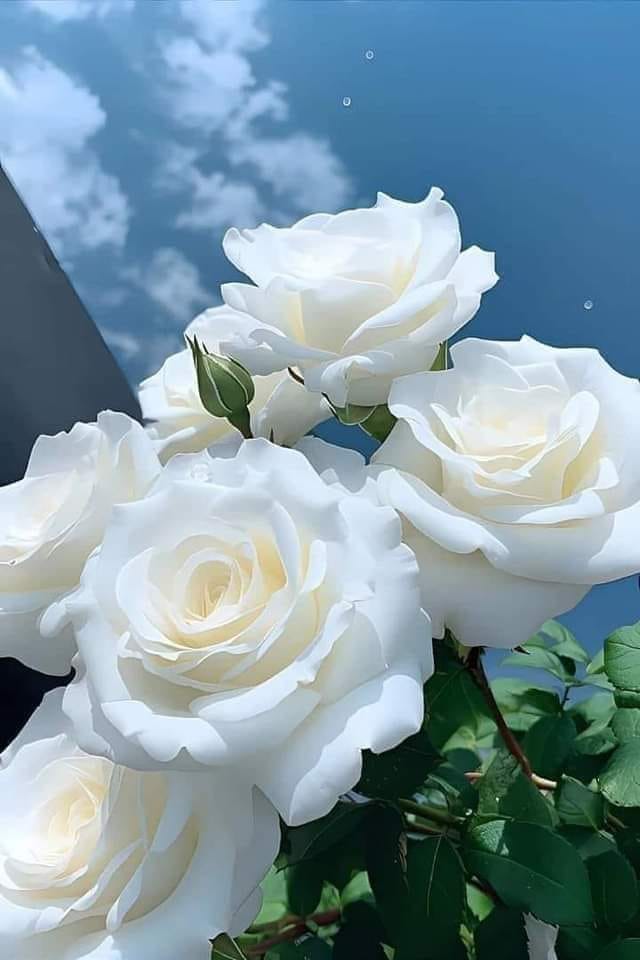 Die Portale der Rosen wurden aktiviert. Auch Mutter Erde wurde für die letzte Offenbarung aktiviert I 24. September 2023 I Linda Li