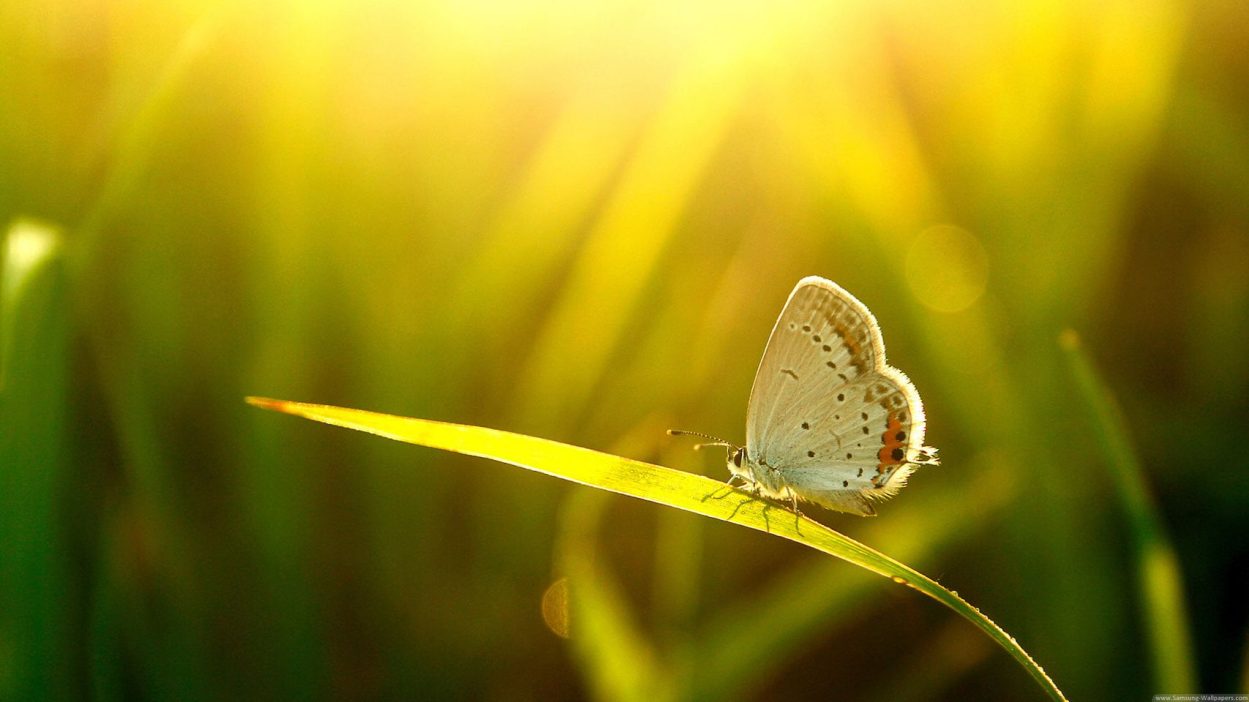 Deine Zustimmung zu DIR ist das, was du suchst. Nicky Hamid