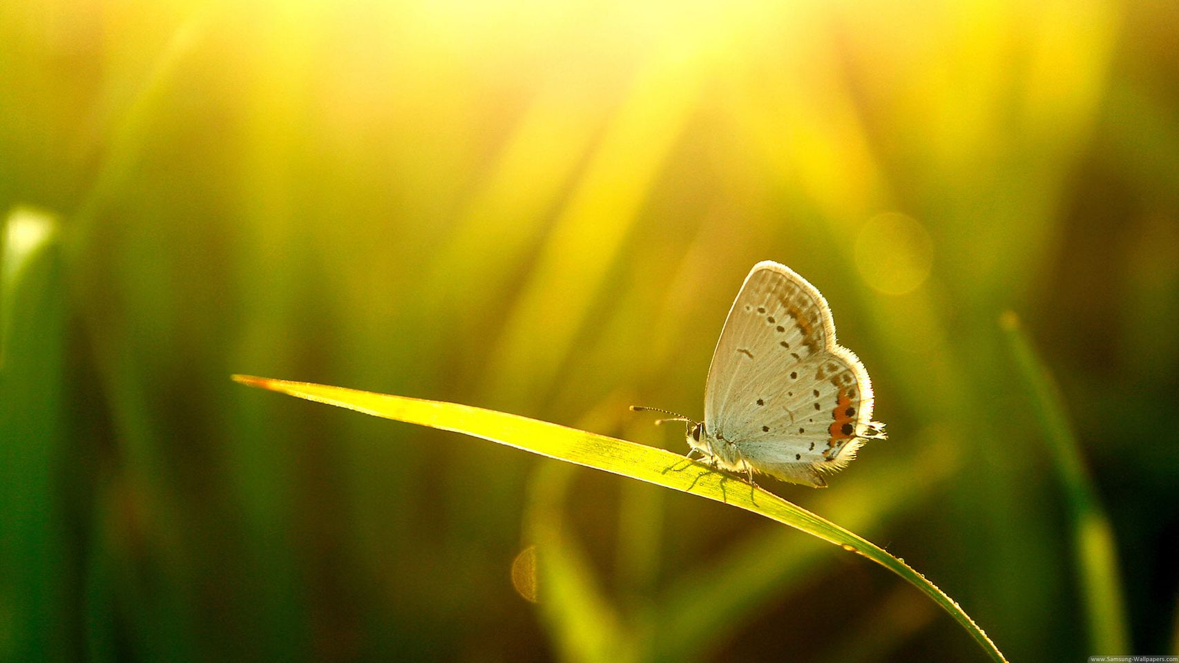 Deine Zustimmung zu DIR ist das, was du suchst. Nicky Hamid